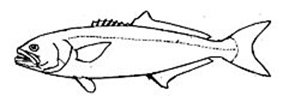 Familia Pomatomidae_claves